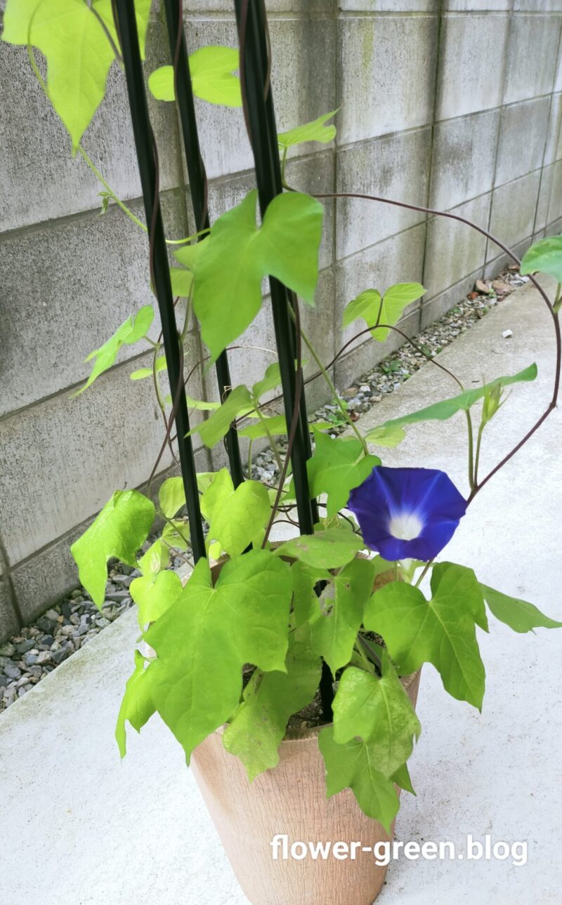 画像に alt 属性が指定されていません。ファイル名: IMG_20230710_104540.jpg